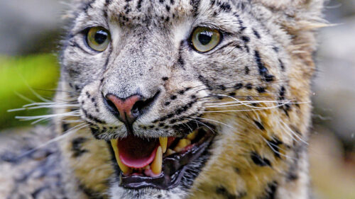 Irbis, Snow, Leopard, Grin Wallpapers Free Download