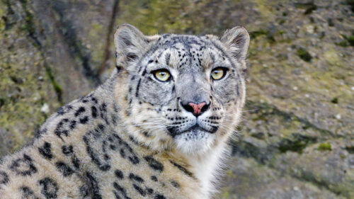 Irbis, Snow, Leopard, Predator Wallpapers Free Download