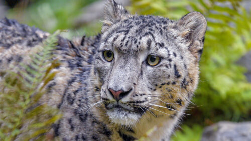 Irbis,Snow, Leopard, Big, Cat Wallpapers Free Download