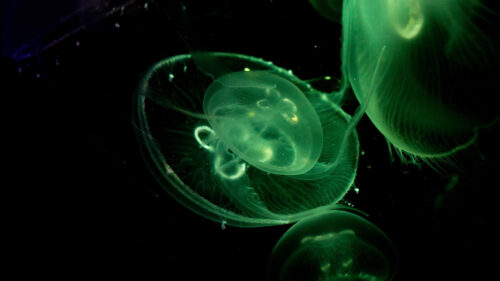Jellyfish, Glow, Underwater, Wallpapers Free Download