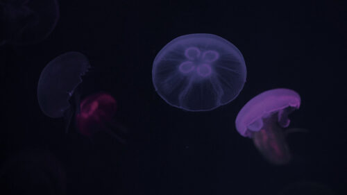 Jellyfish, Purple, Dark, Wallpapers Free Download