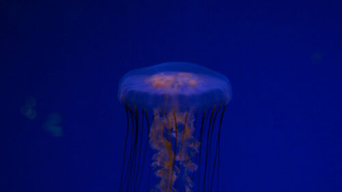 Jellyfish & Sea Wallpapers Free Download (2)