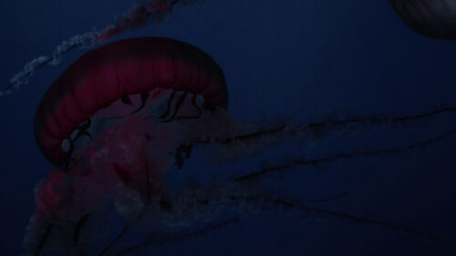 Jellyfish & Sea Wallpapers Free Download (3)