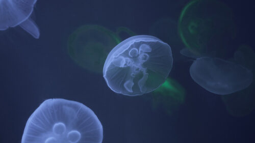 Jellyfish & Sea Wallpapers Free Download (4)