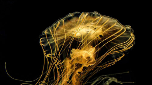 Jellyfish, Tentacle, Black, Wallpapers Free Download