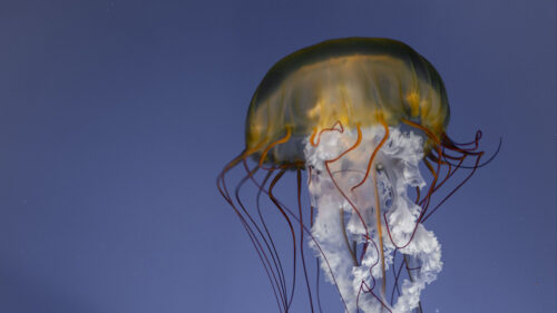 Jellyfish, Tentacles, Creature, Wallpapers Free Download