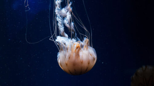 Jellyfish, Tentacles, Creature Wallpapers Free Download