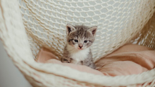 Kitten, Cat, Pet, Wallpapers Free Download