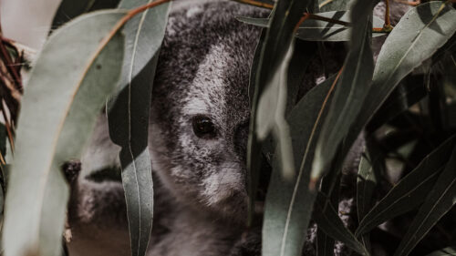 Koala, Animal, Gray Wallpapers Free Download
