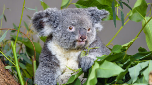 Koala, Animal, Wallpapers Free Download