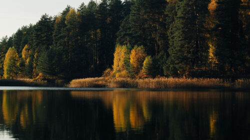 Lake, Forest, Trees Wallpapers Free Download (2)