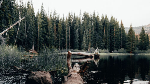 Lake, Log, Trees Wallpapers Free Download