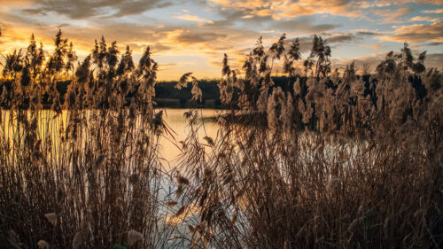 Lake, Reeds, Shore Wallpapers Free Download