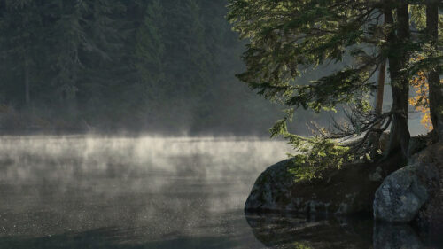 Lake, Shore, Trees Wallpapers Free Download (2)