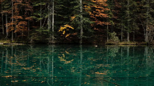 Lake, Trees, Forest Wallpapers Free Download (2)
