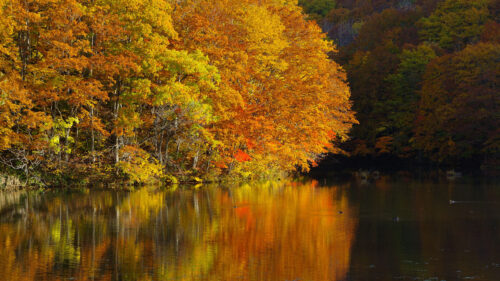Lake, Trees, Reflections Wallpapers Free Download