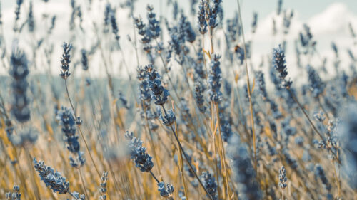 Lavender, Flowers, Blue Wallpapers Free Download