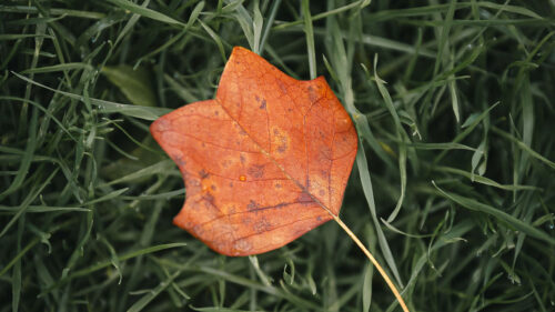 Leaf, Autumn, Grass Wallpapers Free Download