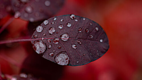 Leaf, Drops, Macro, Wallpapers Free Download