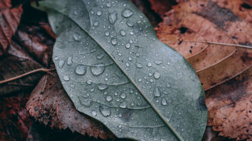 Leaf, Drops, Macro Wallpapers Free Download