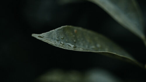 Leaf, Drops, Plant Wallpapers Free Download