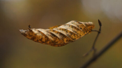 Leaf, Dry, Brown Wallpapers Free Download