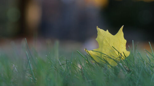 Leaf, Grass, Macro Wallpapers Free Download