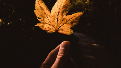 Leaf, Hand, Autumn Wallpapers Free Download