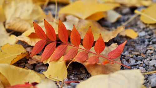 Leaf, Leaves, Autumn Wallpapers Free Download