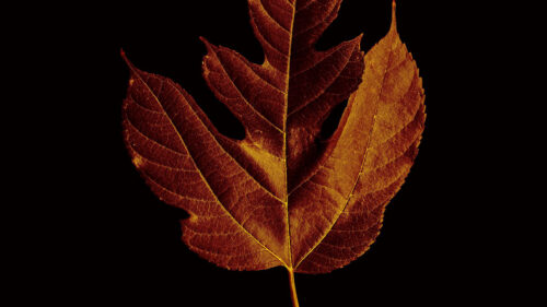 Leaf, Macro ,Brown Wallpapers Free Download