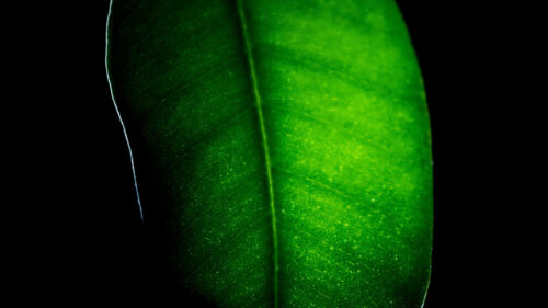 Leaf, Macro, Dark Wallpapers Free Download