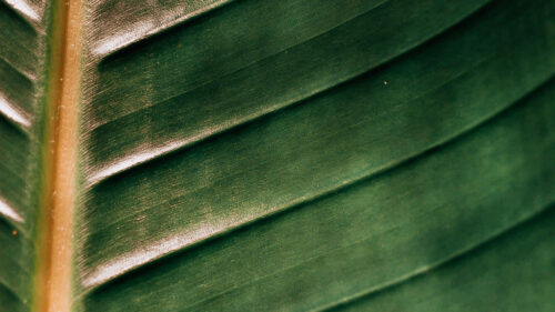 Leaf, Macro, Surface Wallpapers Free Download