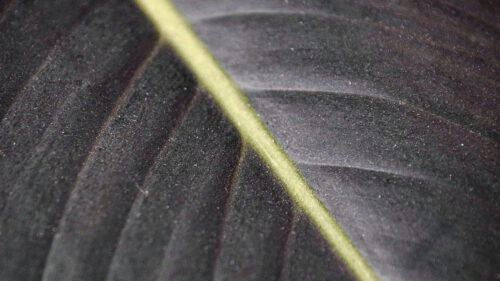 Leaf, Macro, Veins Wallpapers Free Download