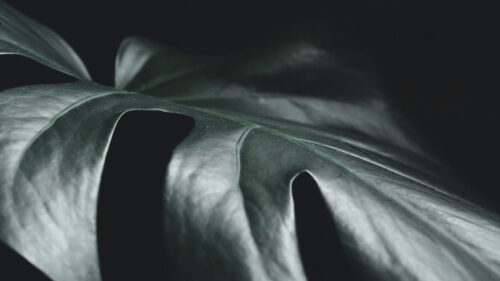 Leaf, Plant, Green, Macro Wallpapers Free Download (1)