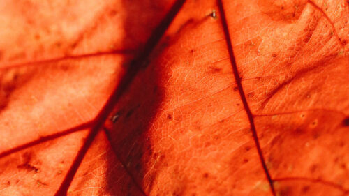 Leaf, Plant, Green, Macro Wallpapers Free Download (2)