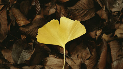Leaf, Plant, Green, Macro Wallpapers Free Download (3)