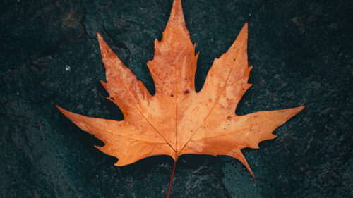 Leaf, Plant, Green, Macro Wallpapers Free Download (5)