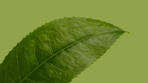 Leaf, Plant, Green, Macro Wallpapers Free Download (7)