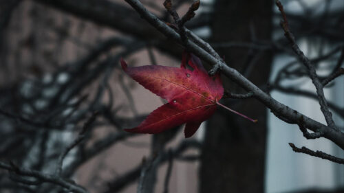 Leaf, Red, Branches Wallpapers Free Download