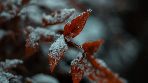 Leaf, Snow, Macro Wallpapers Free Download