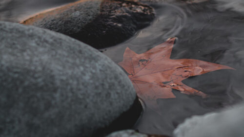 Leaf, Stones, Water Wallpapers Free Download