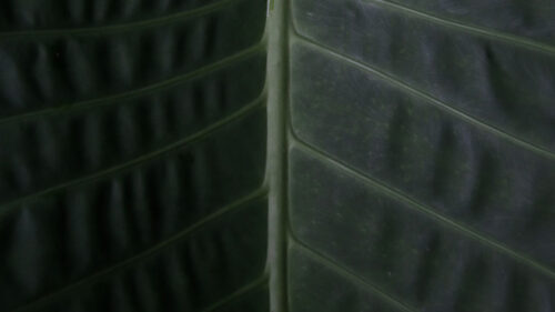 Leaf, Surface, Macro Wallpapers Free Download (2)