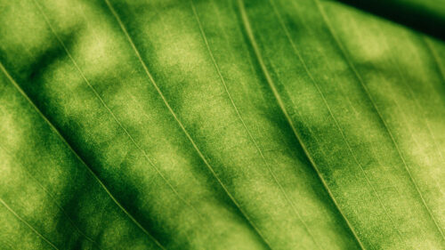 Leaf, Surface, Macro Wallpapers Free Download