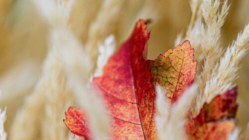Leaf, Veins, Ears Wallpapers Free Download