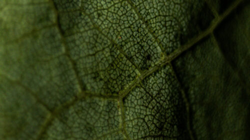 Leaf, Veins, Macro, Green, Wallpapers Free Download (2)