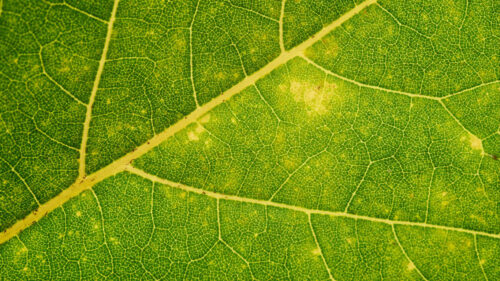 Leaf, Veins, Macro, Green, Wallpapers Free Download (3)