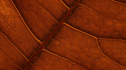 Leaf, Veins, Macro, Green, Wallpapers Free Download (6)