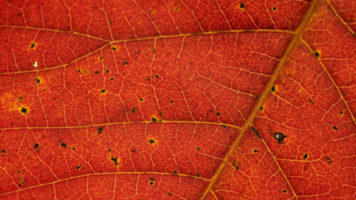Leaf, Veins, Red Wallpapers Free Download