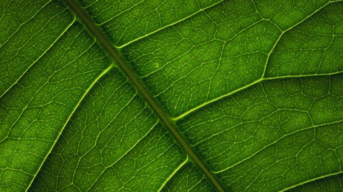 Leaf, Veins, Surface Wallpapers Free Download
