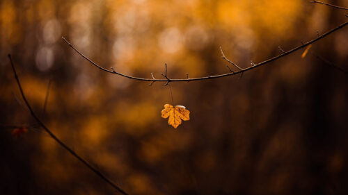 Leaf, Vranch, Yellow, Wallpapers Free Download